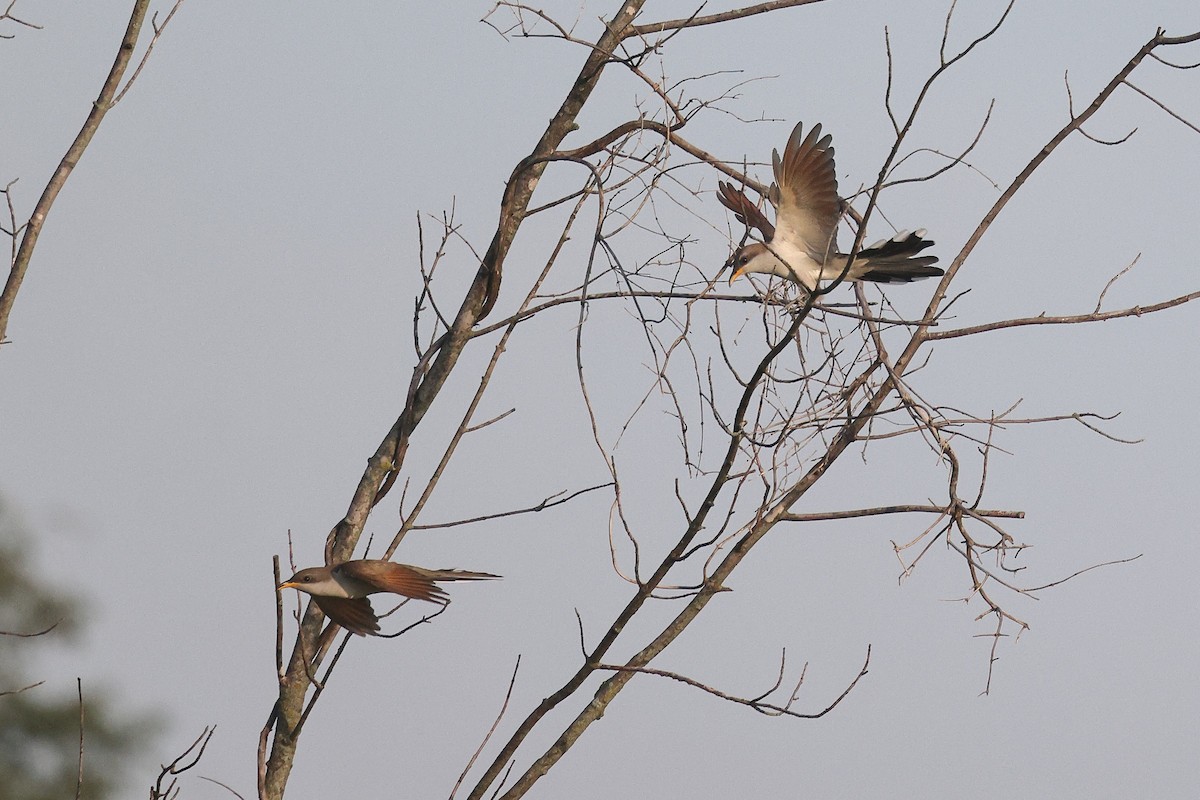 Yellow-billed Cuckoo - ML638186913