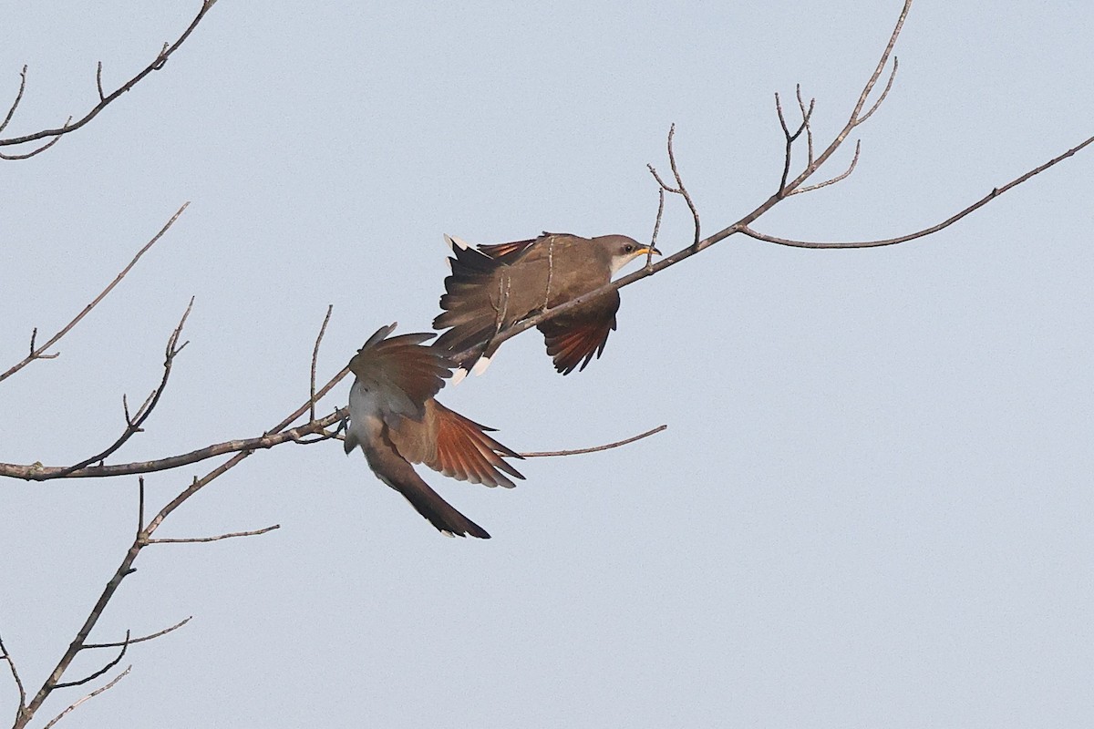 Yellow-billed Cuckoo - ML638186918
