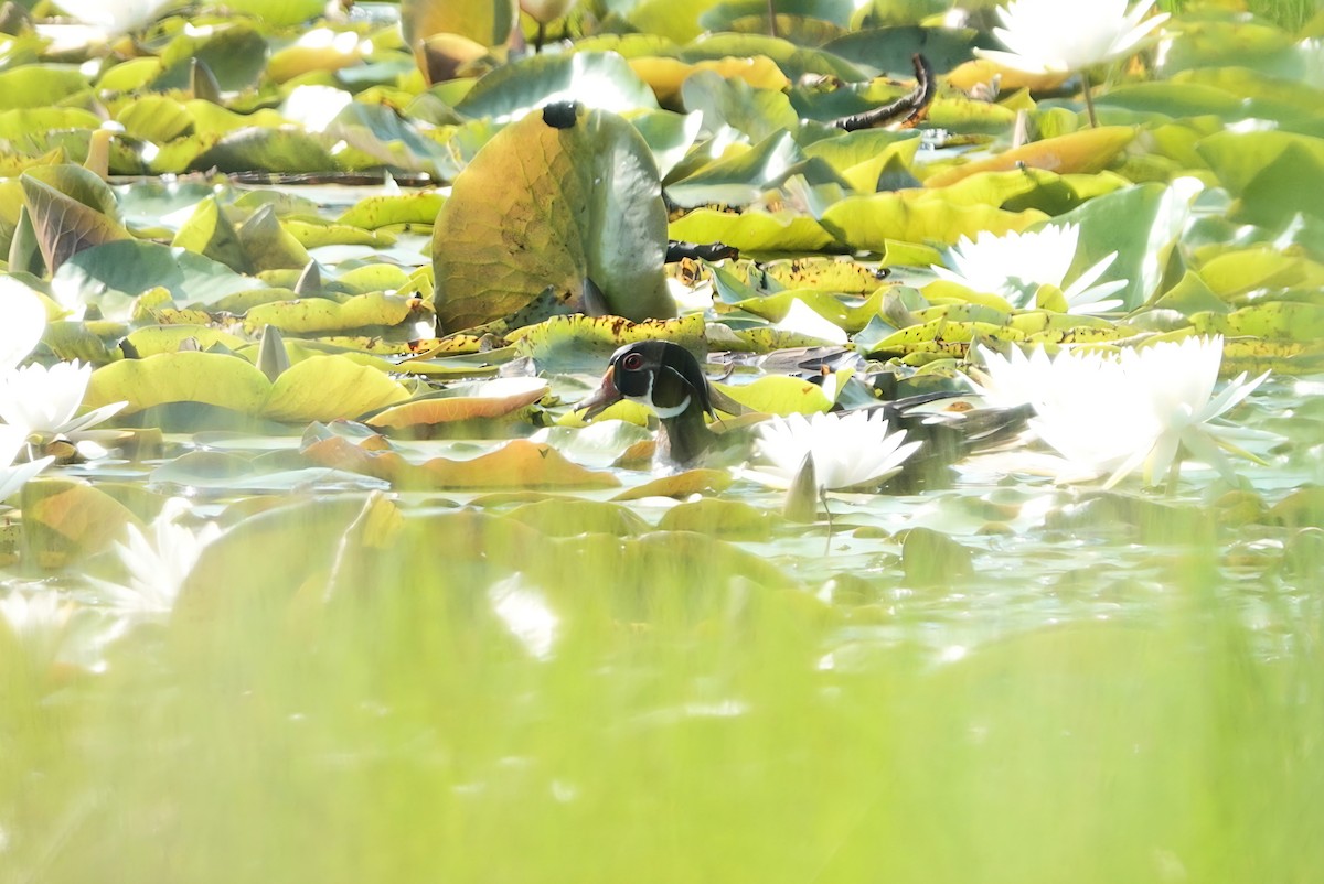Wood Duck - ML638186919