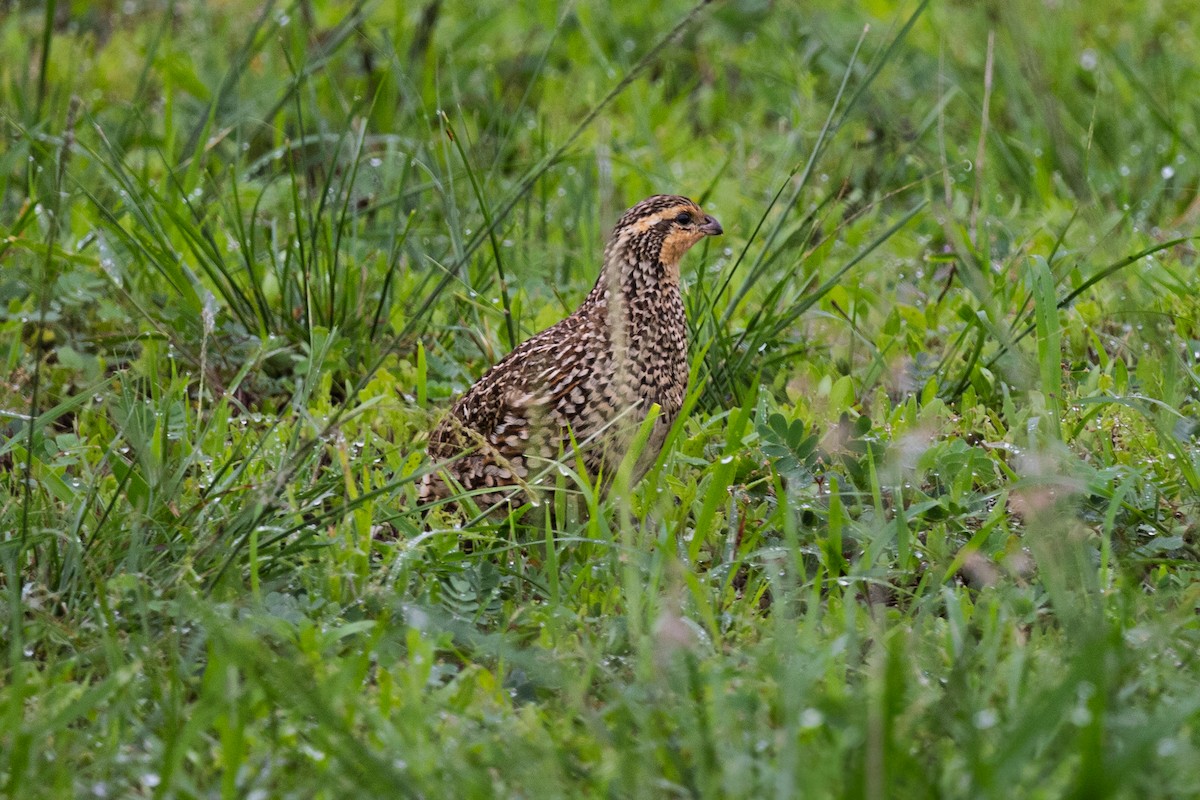 křepel virginský - ML638186920