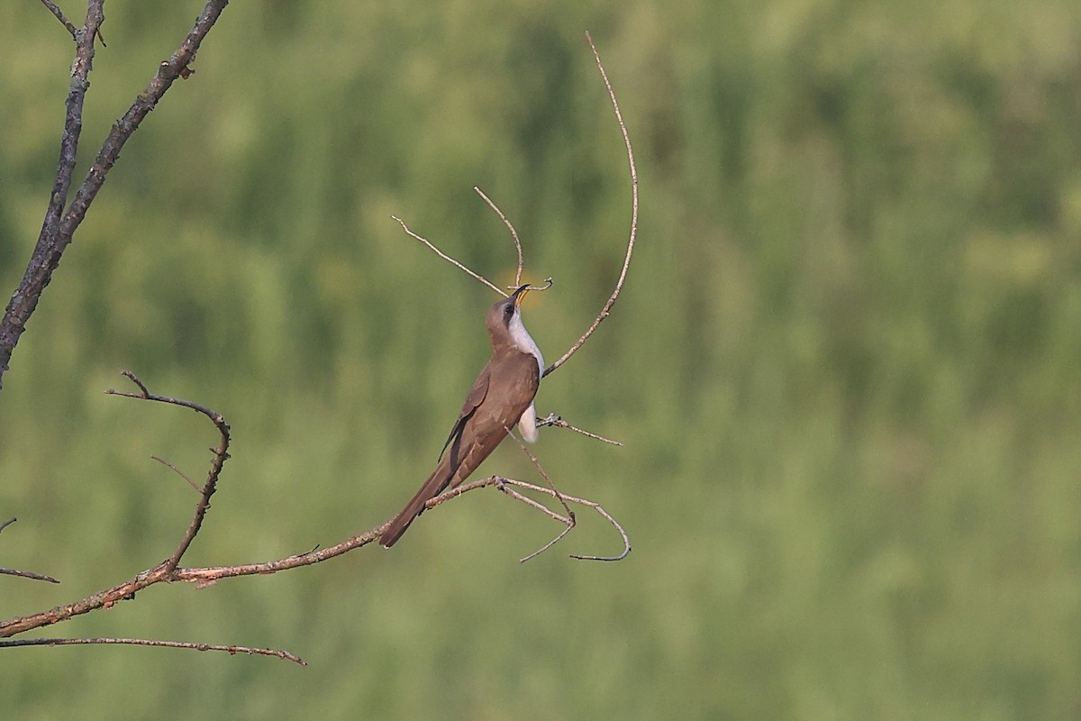 Yellow-billed Cuckoo - ML638186923