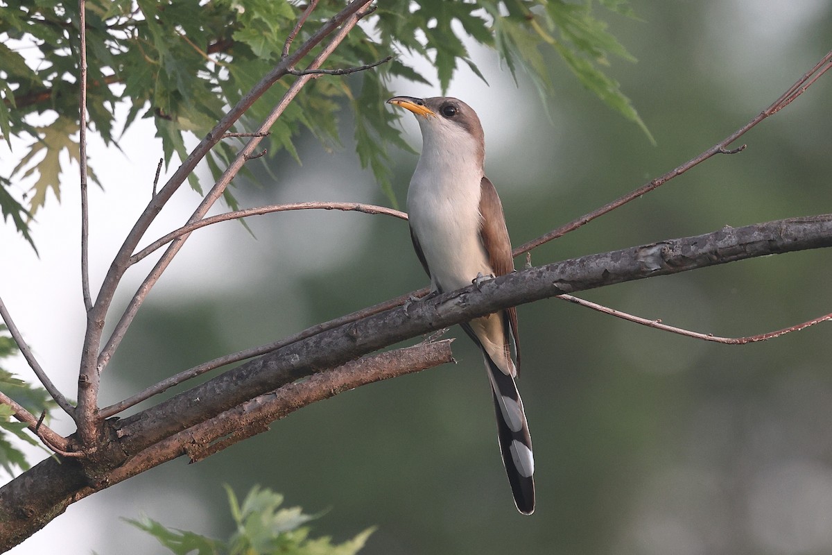 Yellow-billed Cuckoo - ML638186924