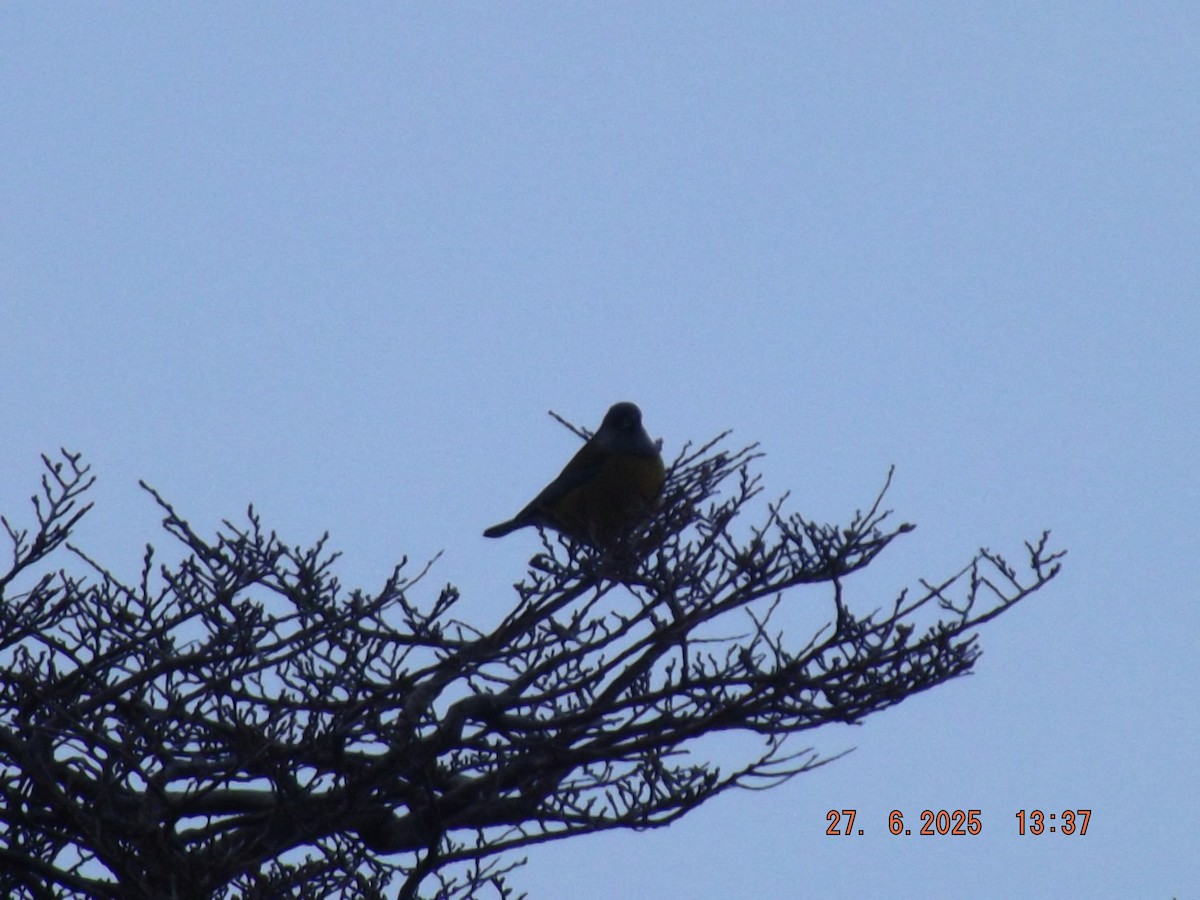 Patagonian Sierra Finch - ML638186929