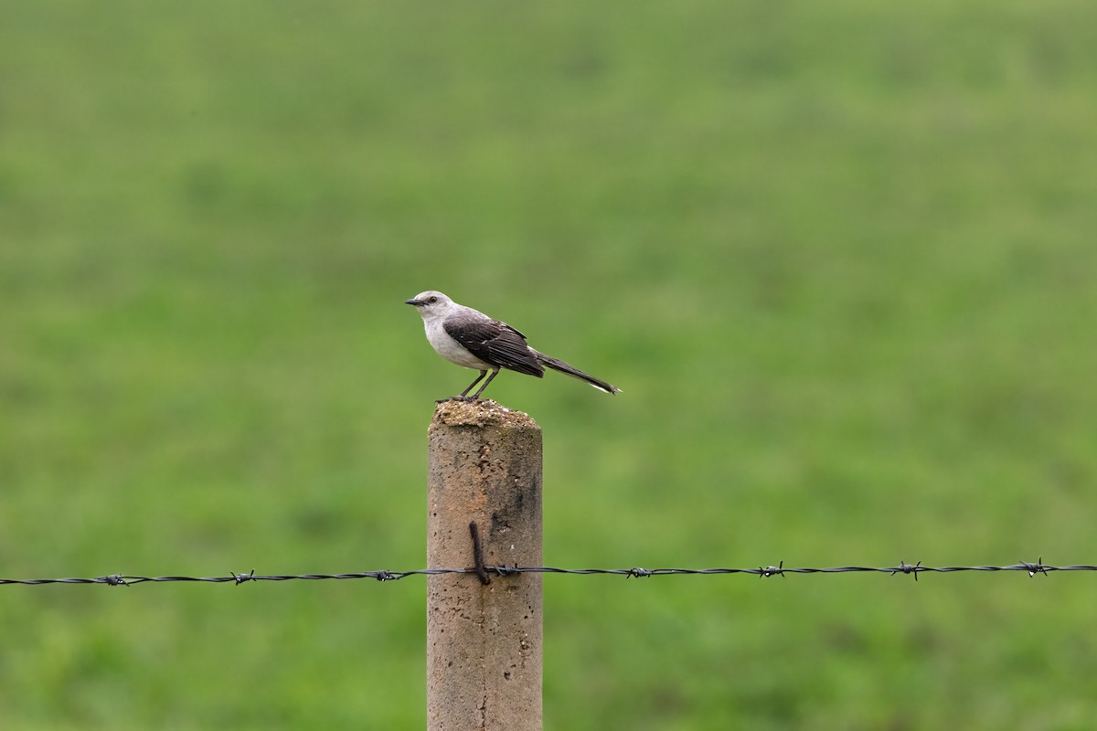 drozdec tropický - ML638186933