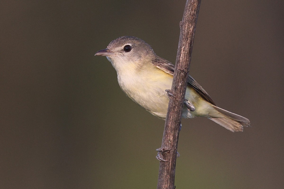 Bell's Vireo (Eastern) - ML638186942