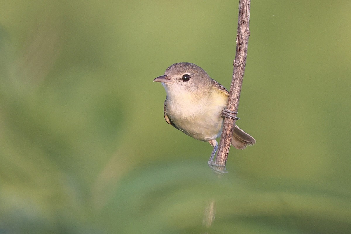 Bell's Vireo (Eastern) - ML638186946