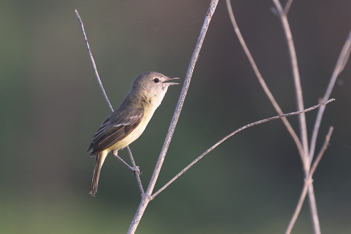 Bell's Vireo (Eastern) - ML638186950