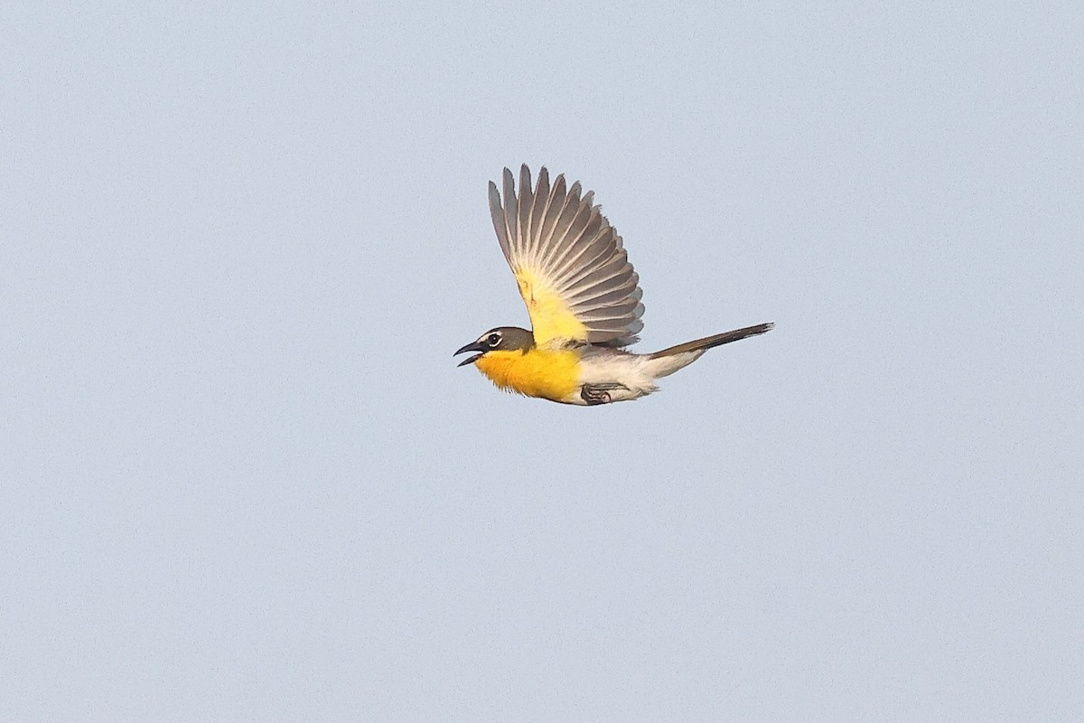 Yellow-breasted Chat - ML638186953