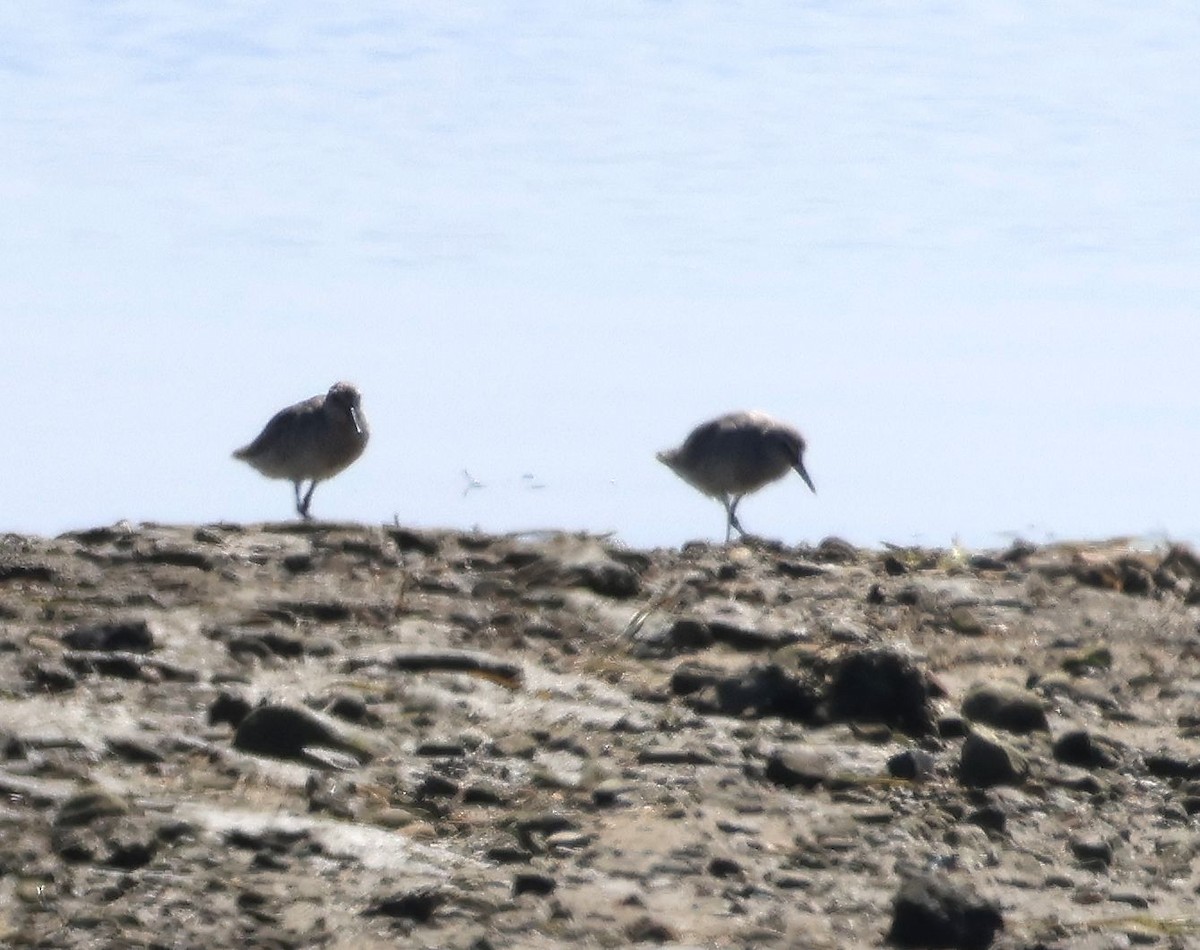 Red Knot - ML638186966