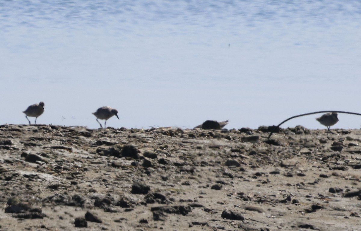 Red Knot - ML638186967