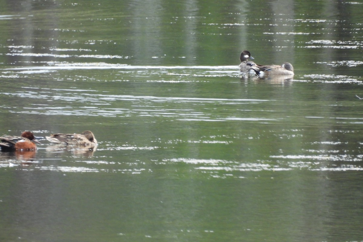 Bufflehead - ML638186968