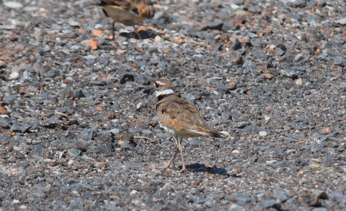 Крикливый зуёк - ML638186974