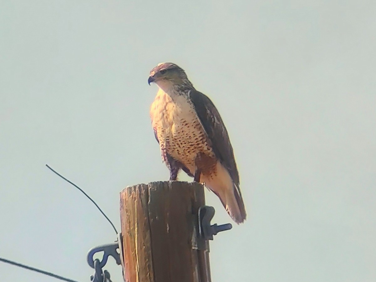 Ferruginous Hawk - ML638186986