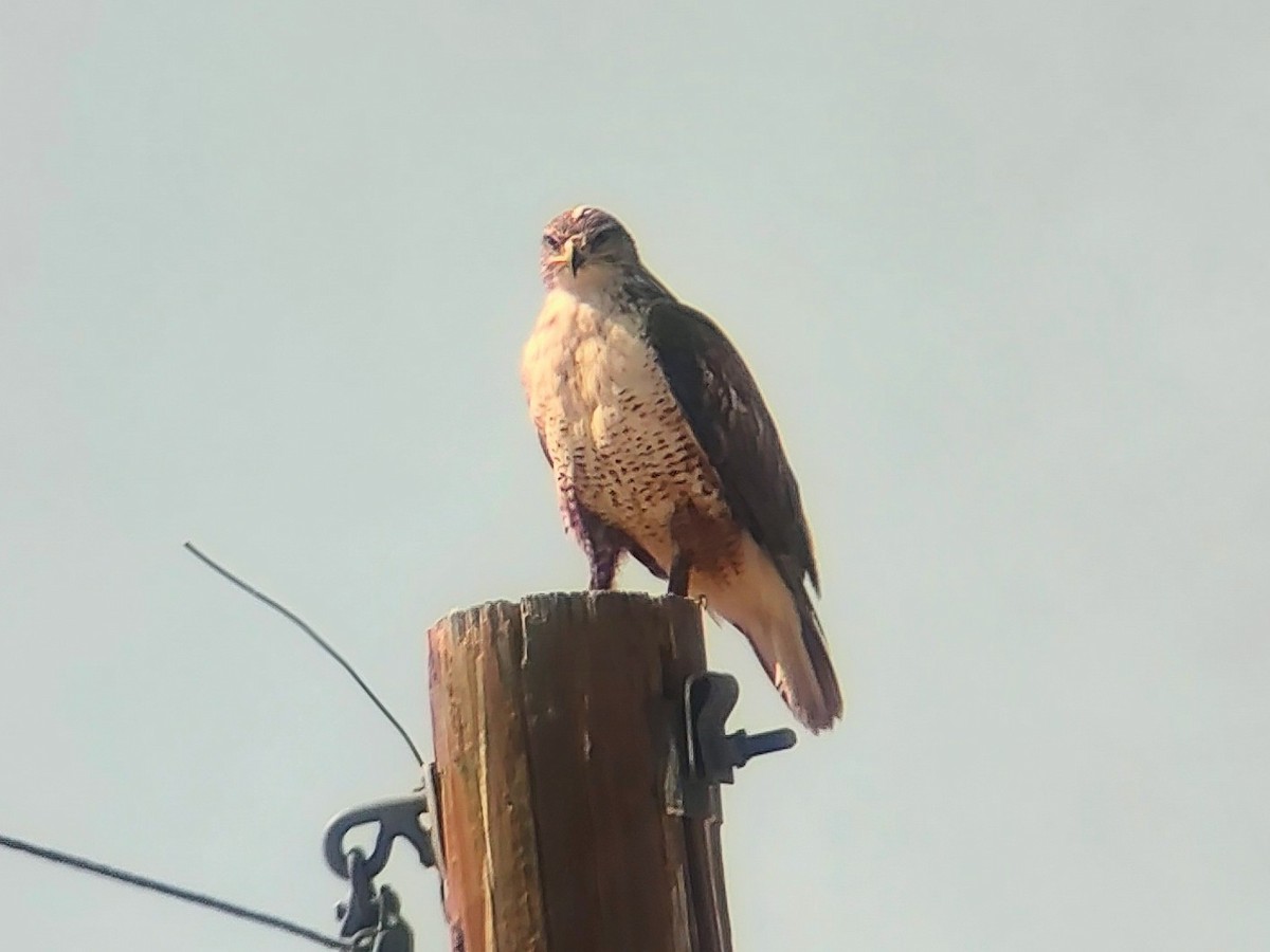 Ferruginous Hawk - ML638186987