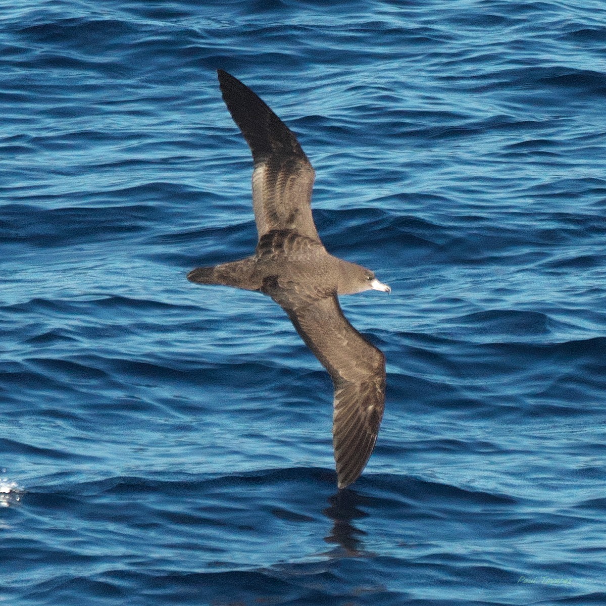 Flesh-footed Shearwater - ML638186989