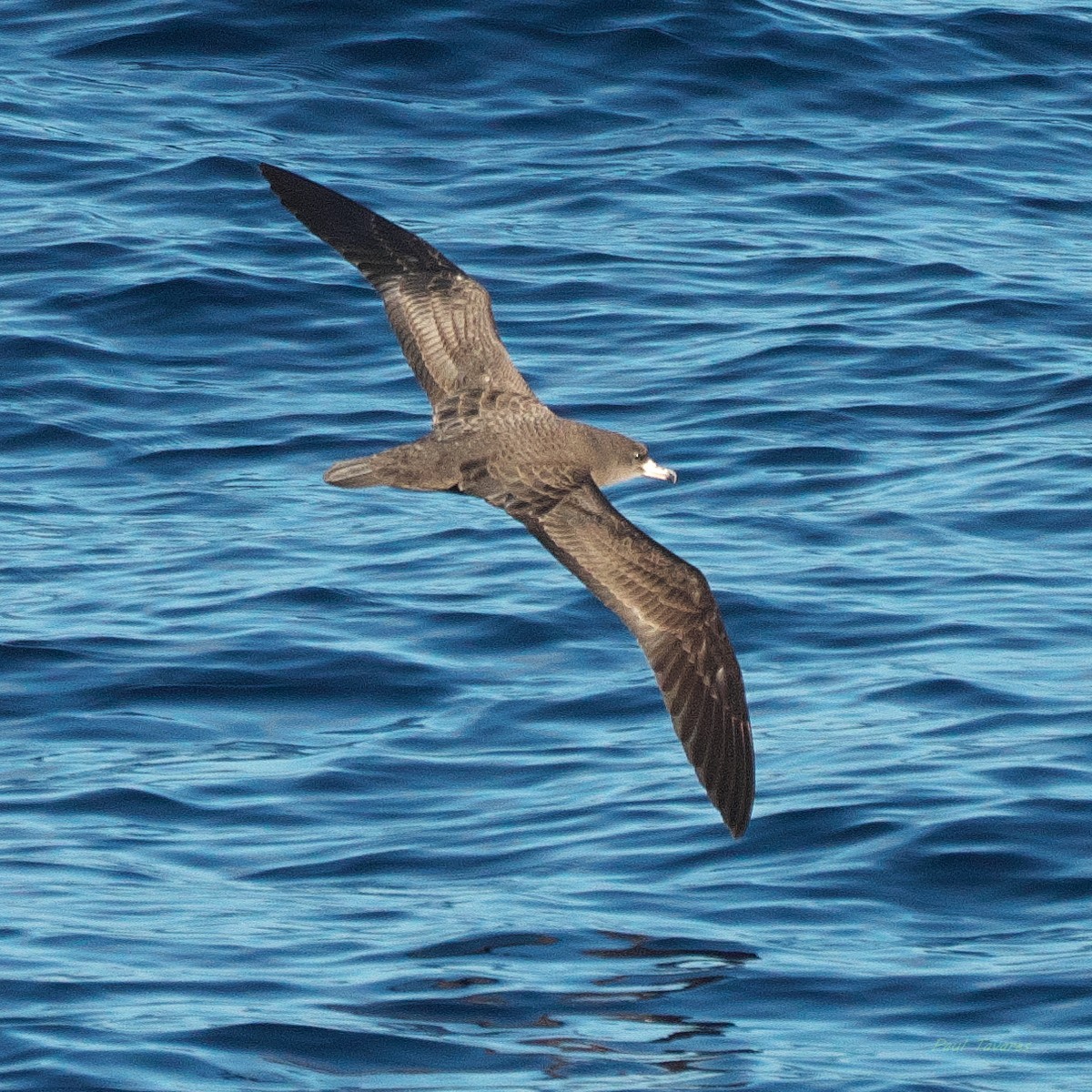 Flesh-footed Shearwater - ML638186990