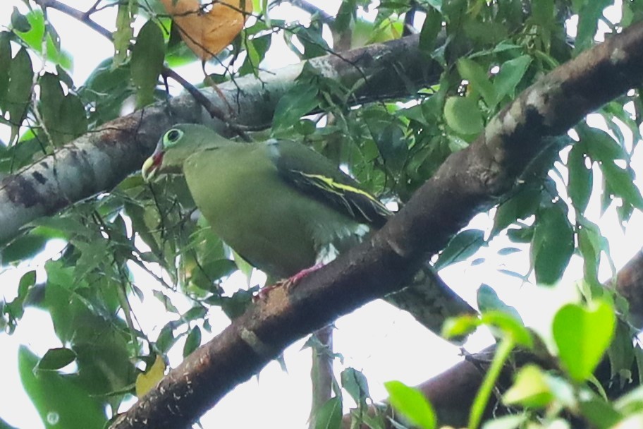 Thick-billed Green-Pigeon - ML638187034
