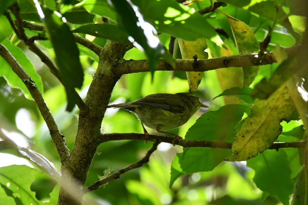 Canary Islands Chiffchaff - ML638187042