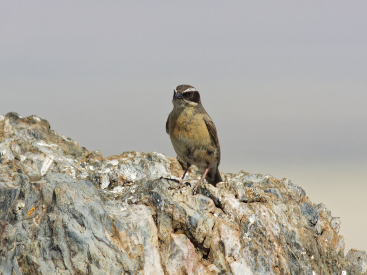 Brown Accentor - ML638187044