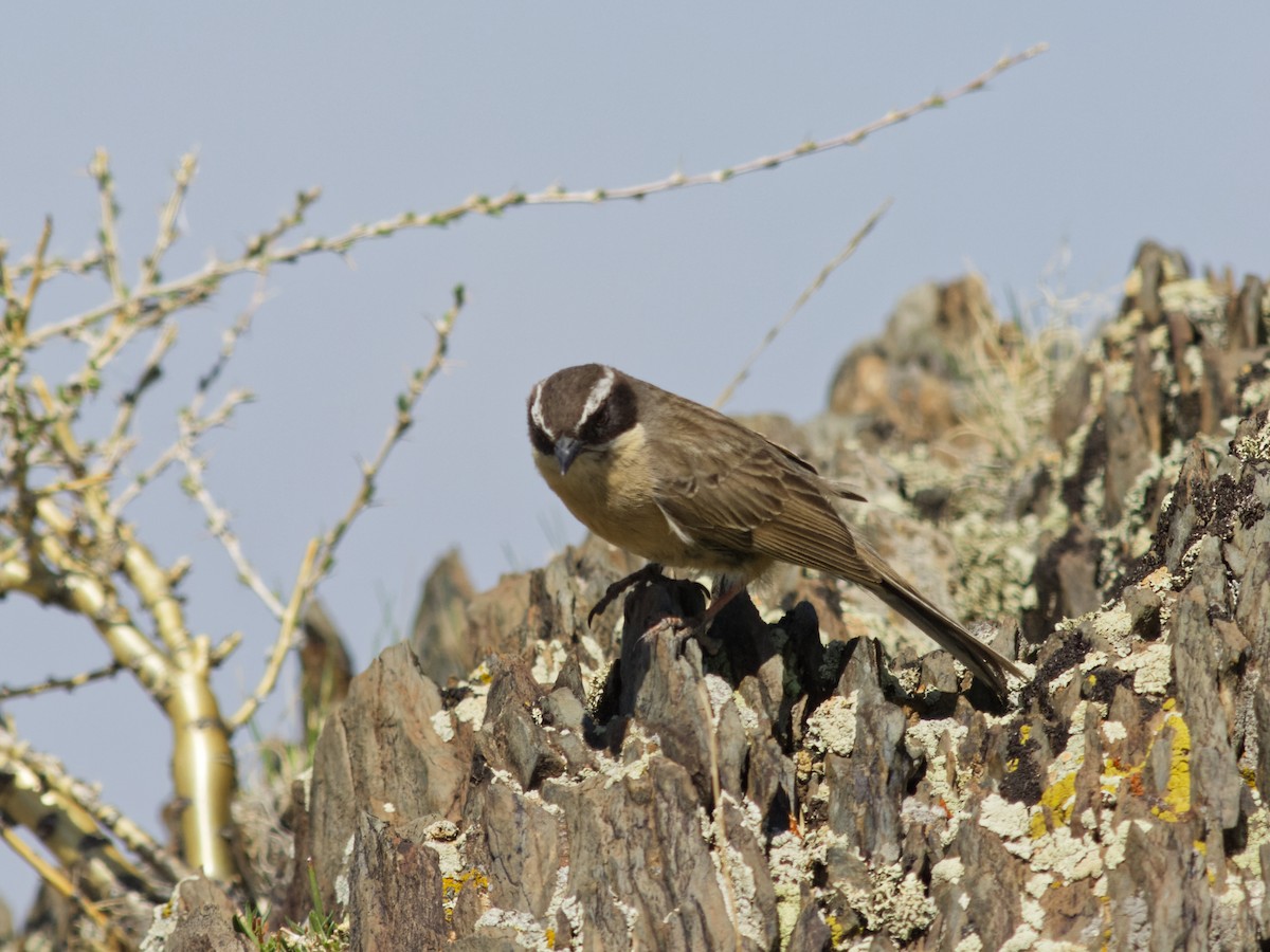 Brown Accentor - ML638187045