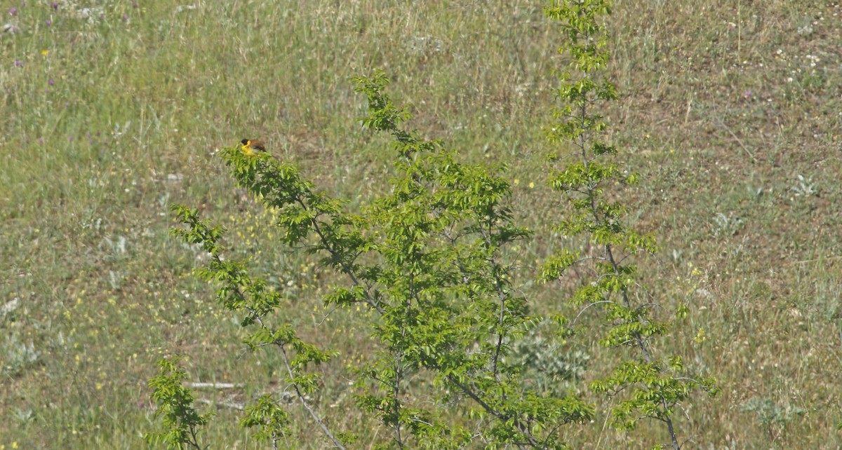 Black-headed Bunting - ML638187064