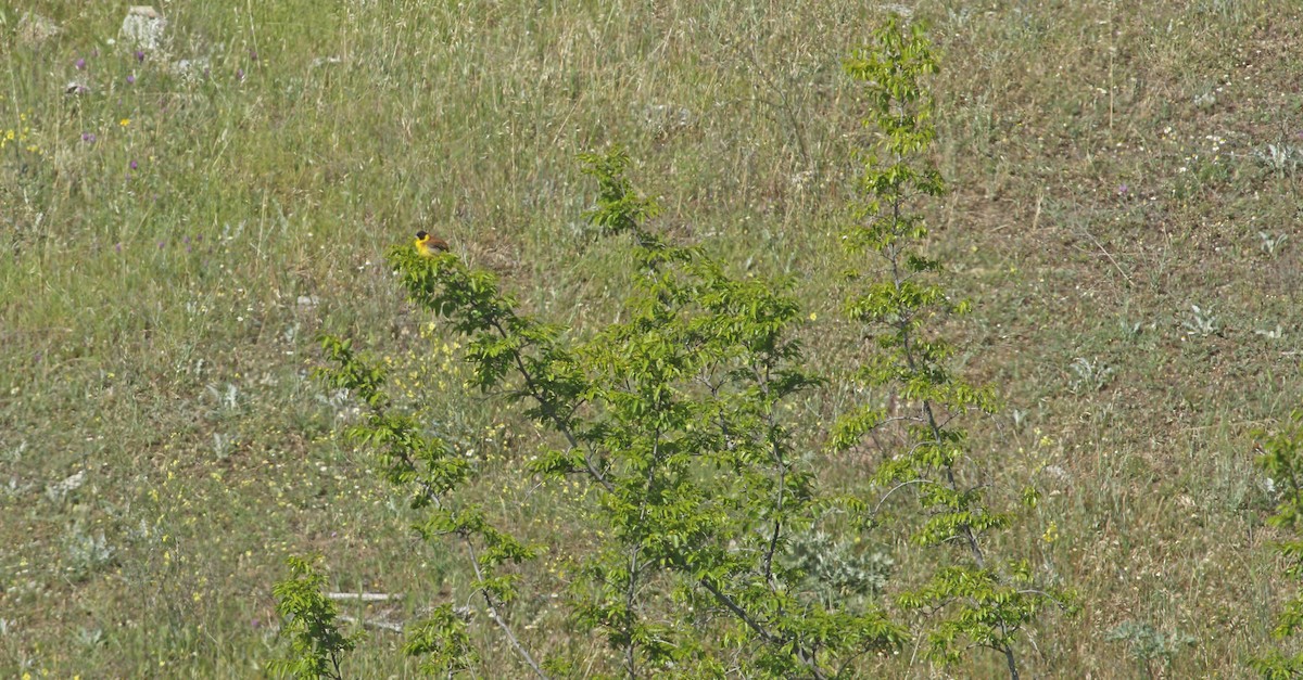Black-headed Bunting - ML638187065