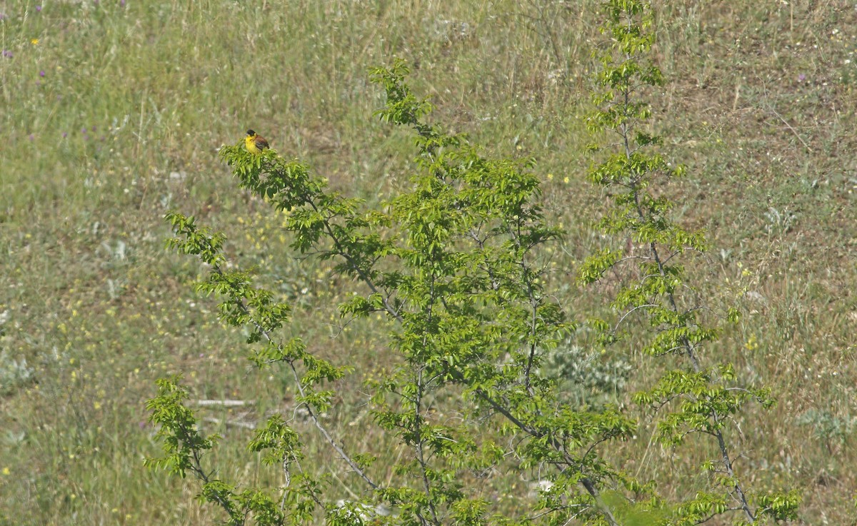 Black-headed Bunting - ML638187066