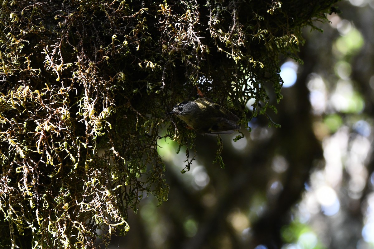 Goldcrest - ML638187081