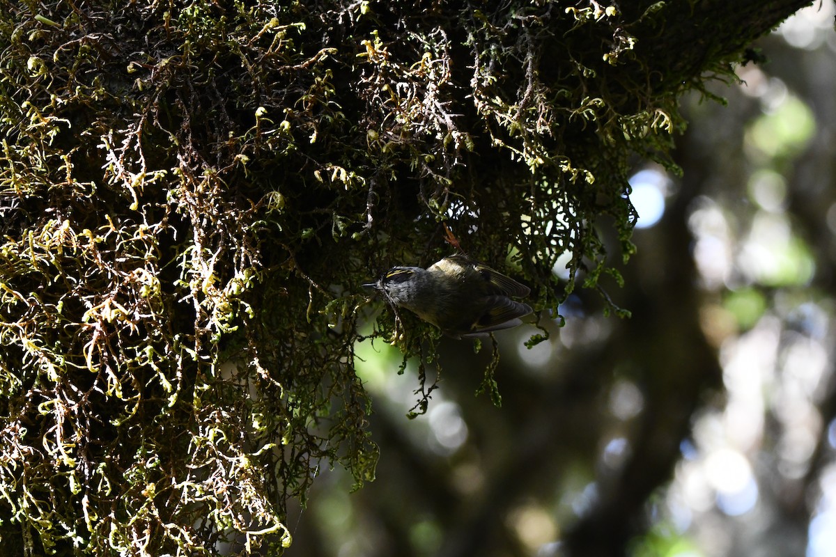 Goldcrest - ML638187082