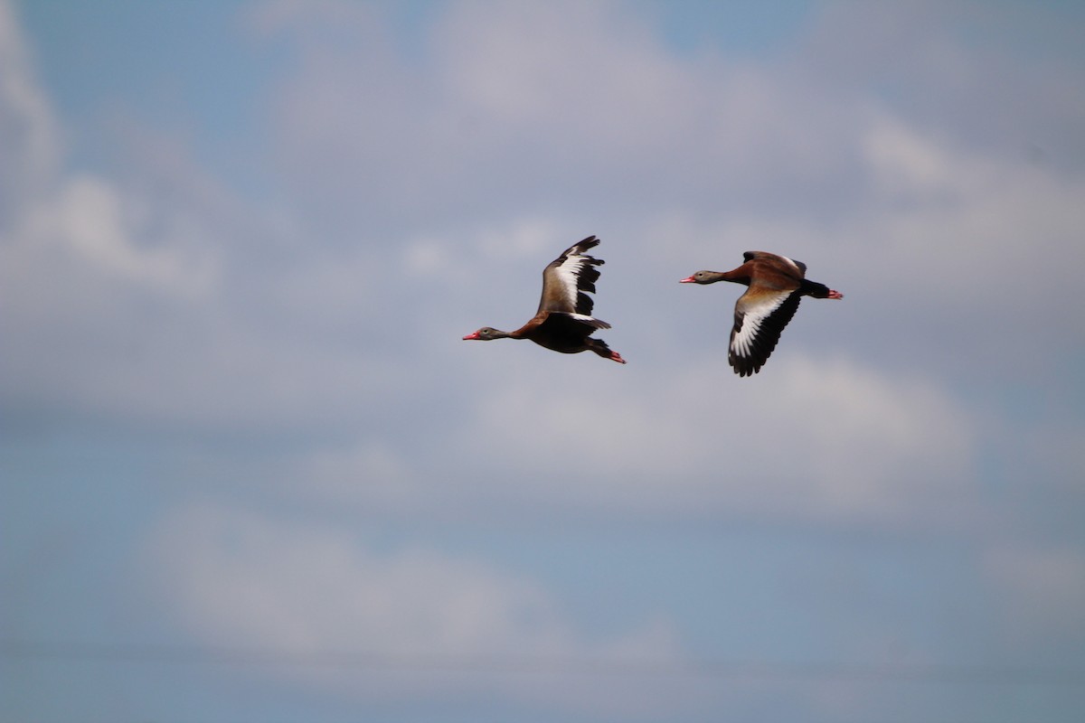 Black-bellied Whistling-Duck - ML638187085