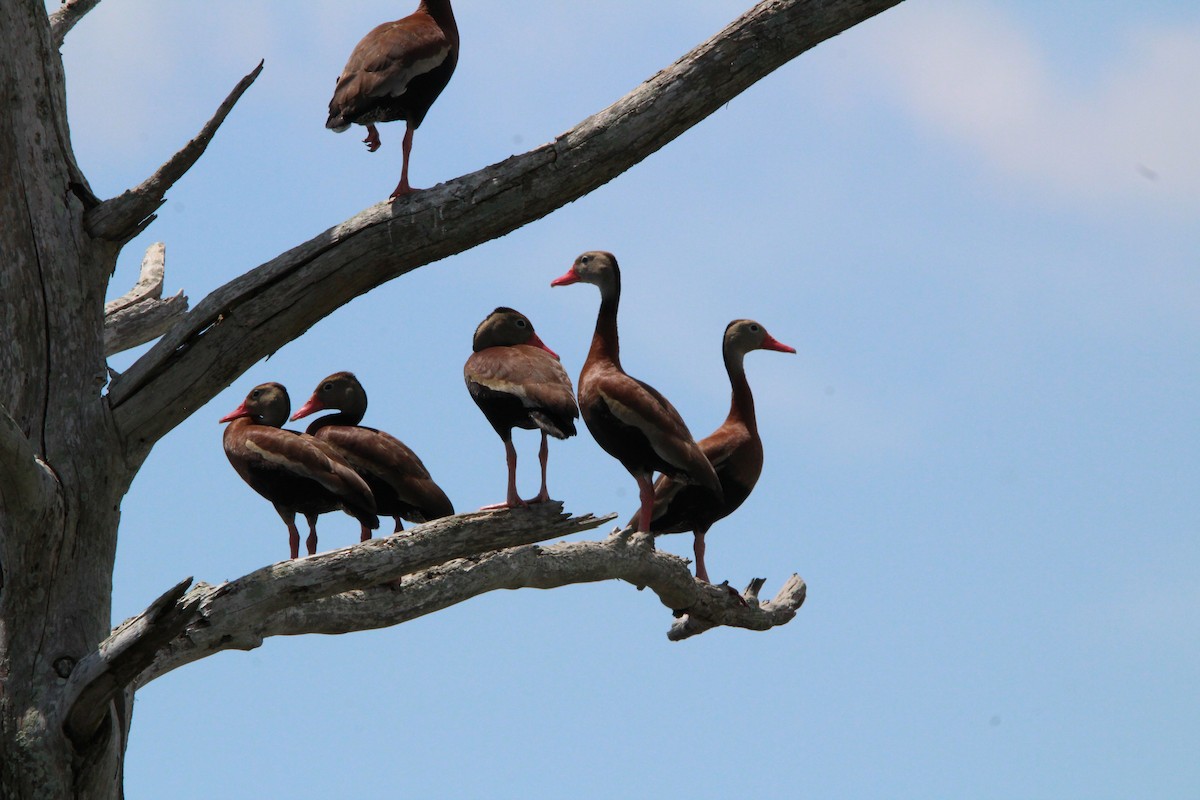 Black-bellied Whistling-Duck - ML638187089