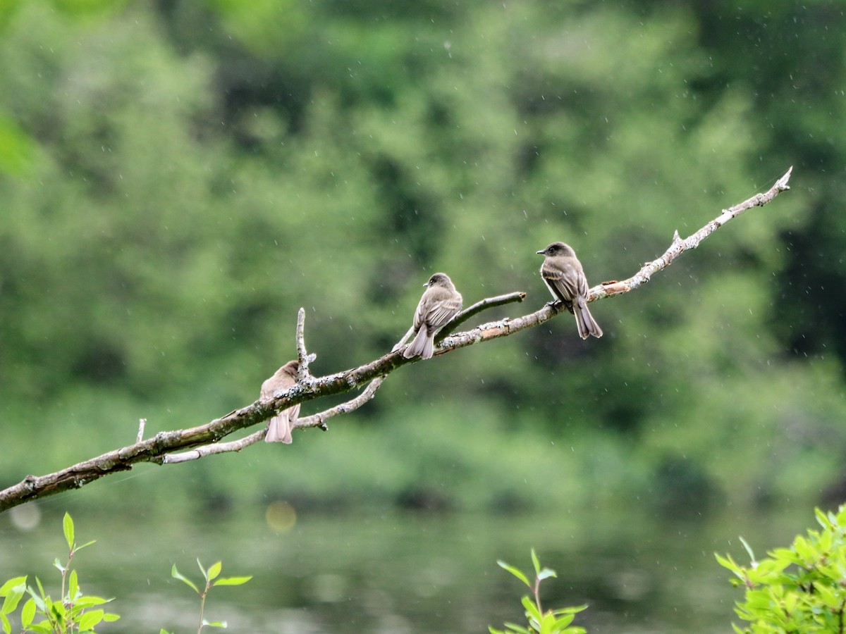 Eastern Phoebe - ML638187100