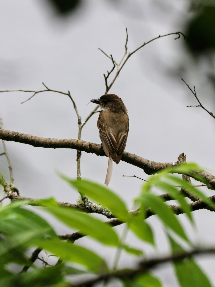 Eastern Phoebe - ML638187106