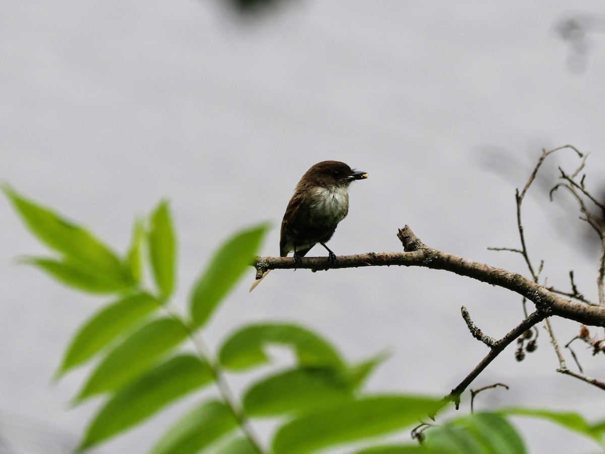 Eastern Phoebe - ML638187109