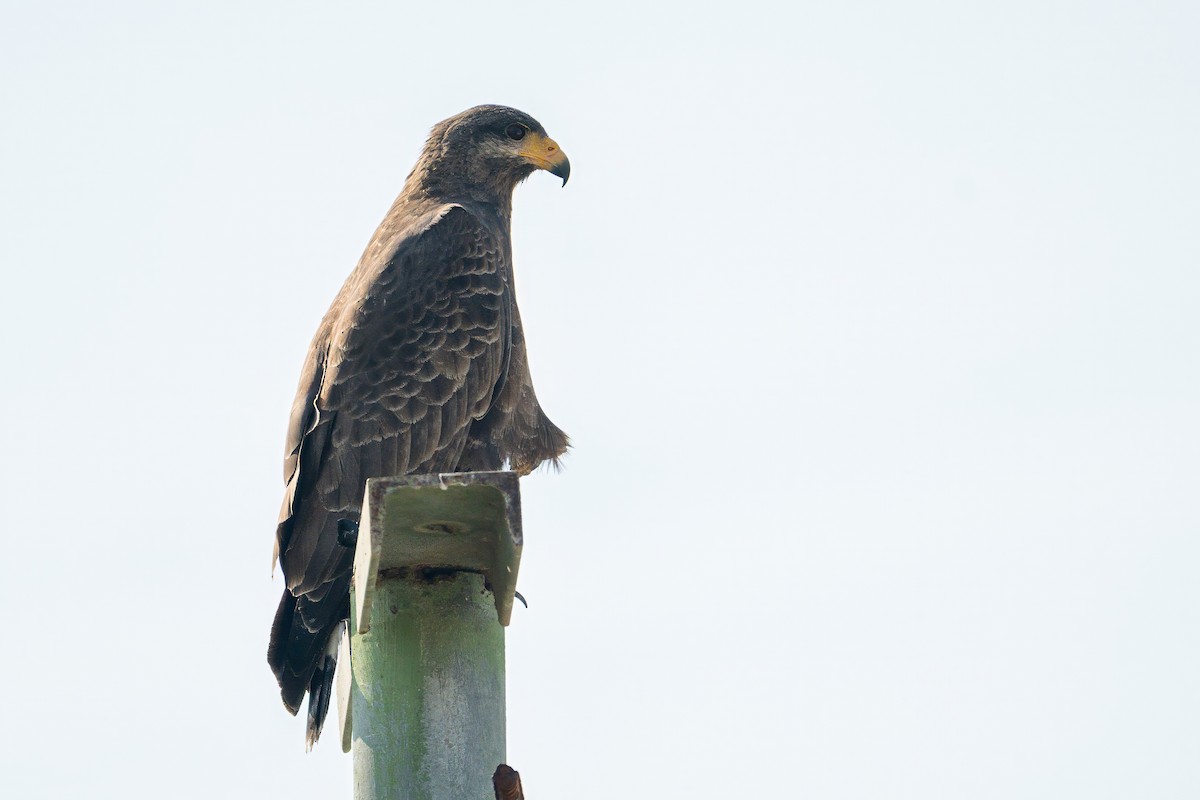 Cuban Black Hawk - ML638187112