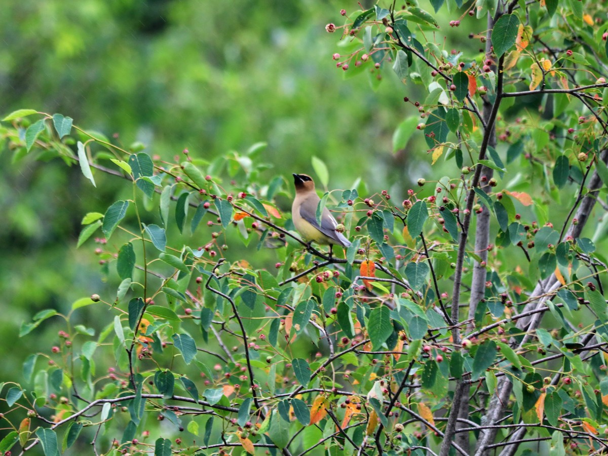 Cedar Waxwing - ML638187135