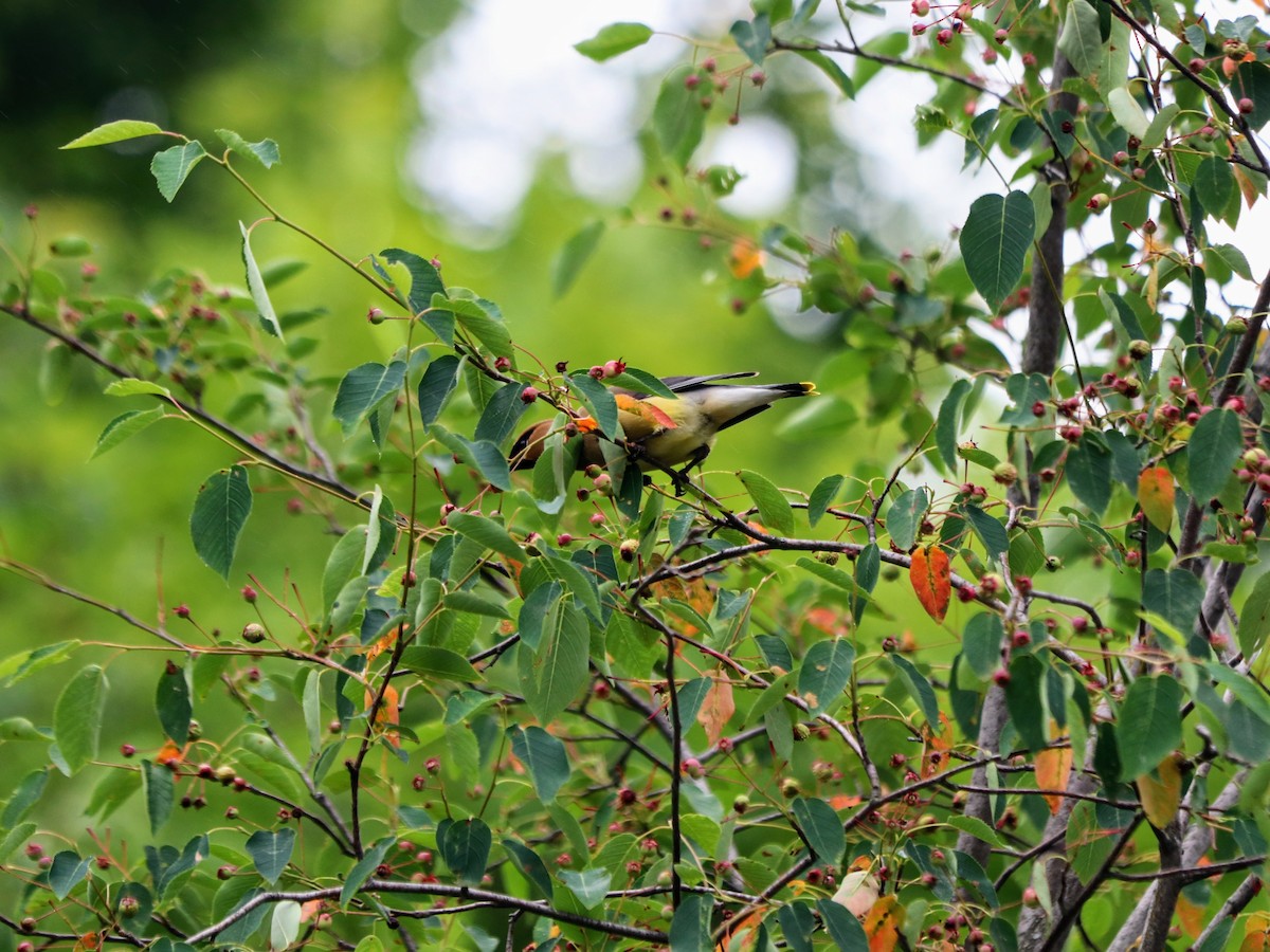 Cedar Waxwing - ML638187138