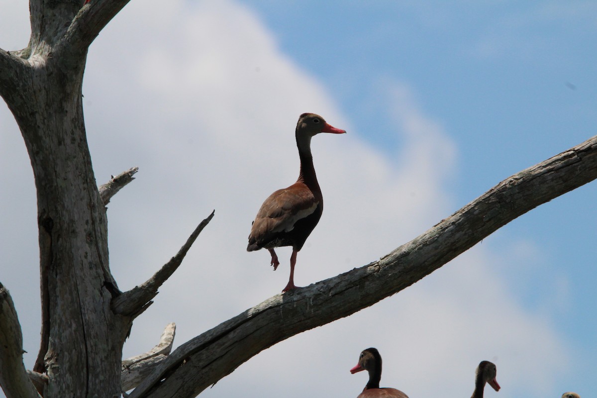 Black-bellied Whistling-Duck - ML638187161