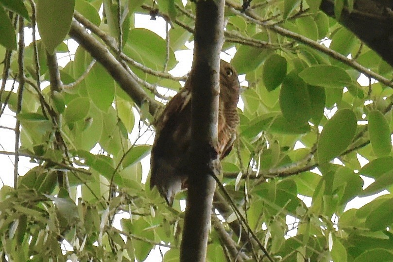 Asian Barred Owlet - ML638187190