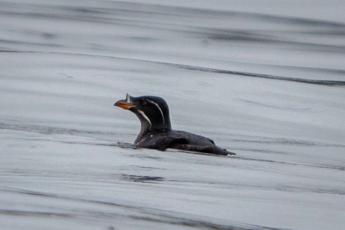 Rhinoceros Auklet - ML638187214