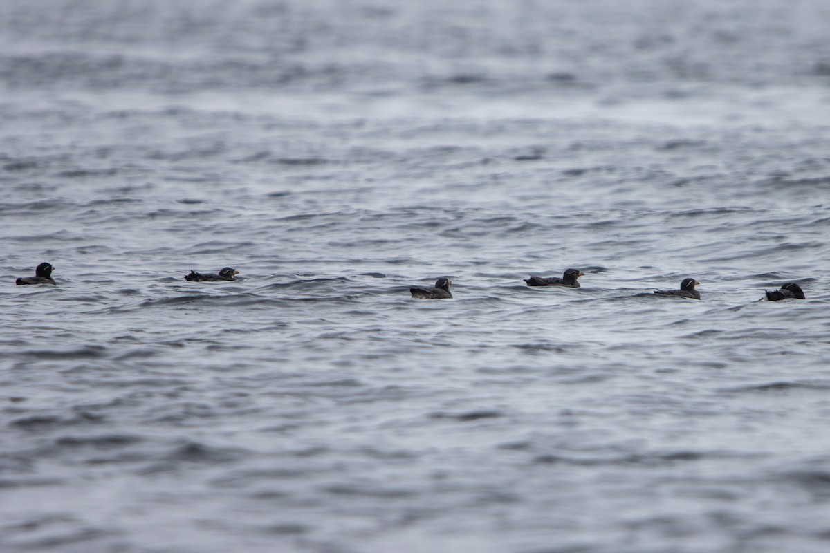 Rhinoceros Auklet - ML638187215
