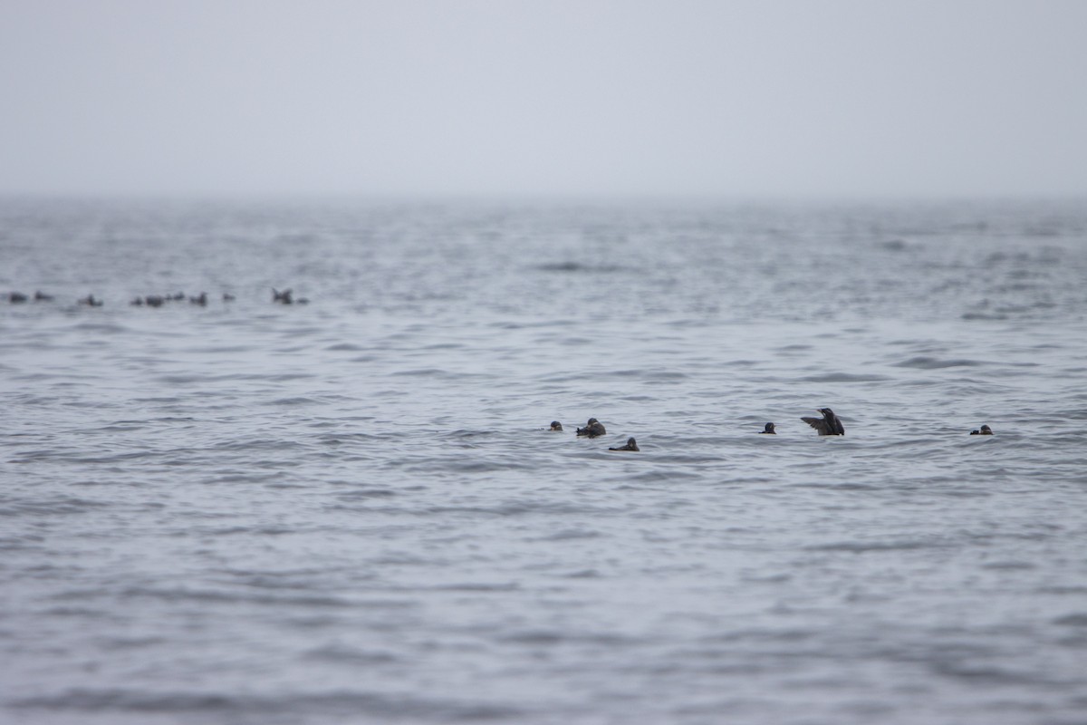 Rhinoceros Auklet - ML638187216
