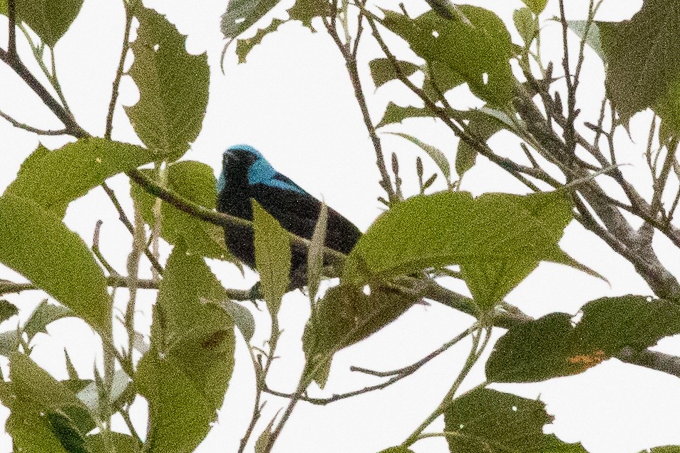 Scarlet-thighed Dacnis - ML638187248