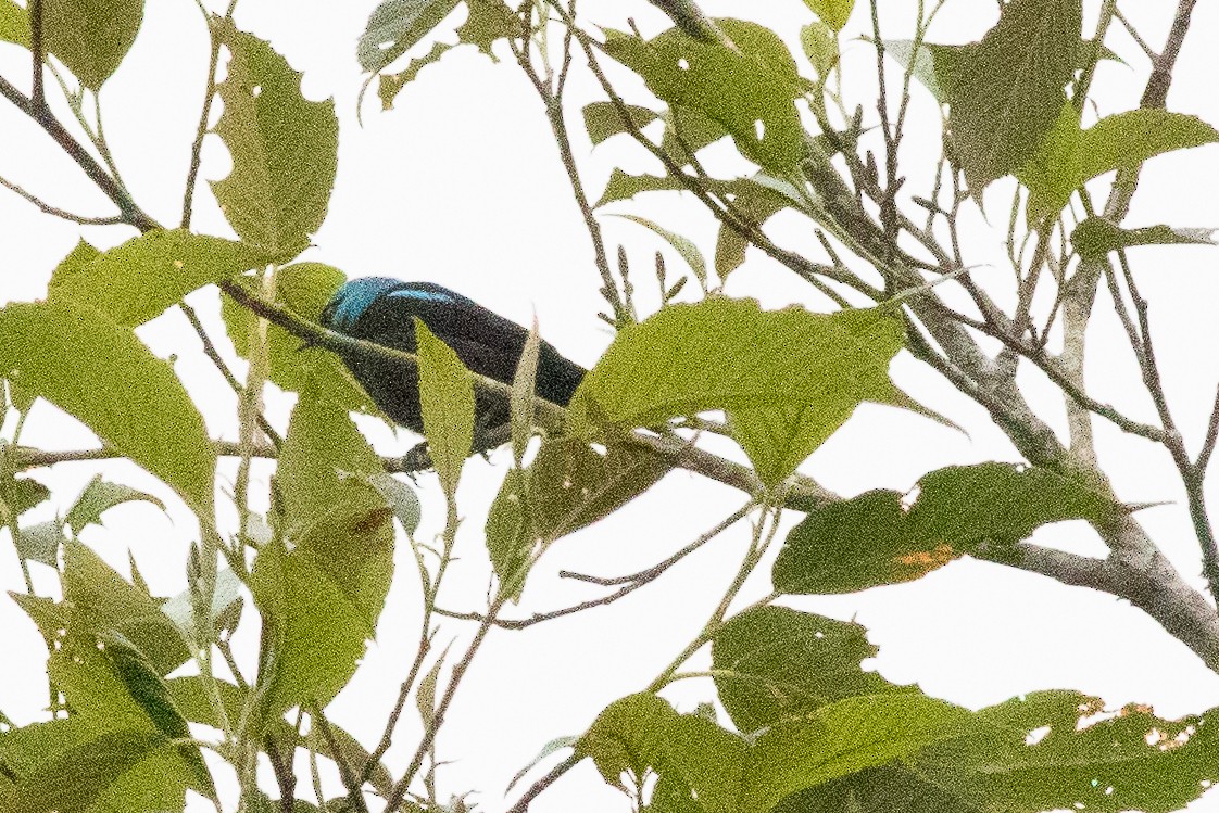 Scarlet-thighed Dacnis - ML638187249