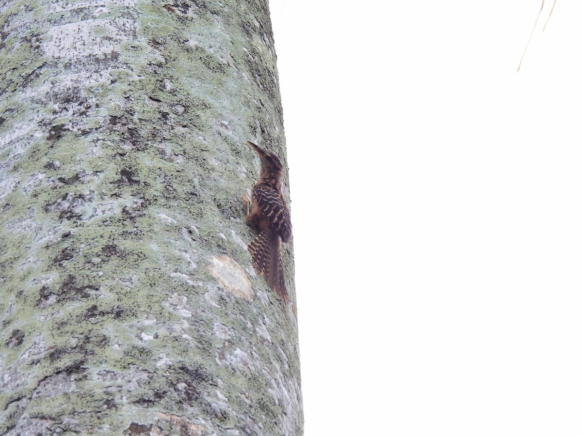 Band-backed Wren - ML638187255