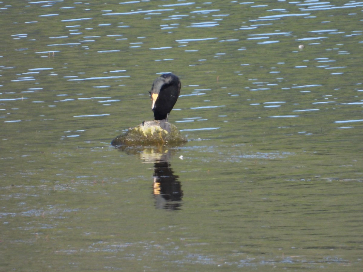 Double-crested Cormorant - ML638187317