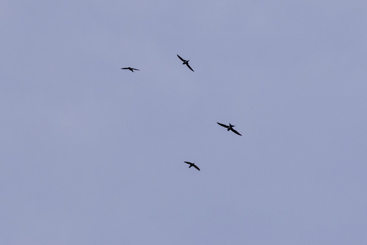 Gray-rumped Treeswift - ML638187319