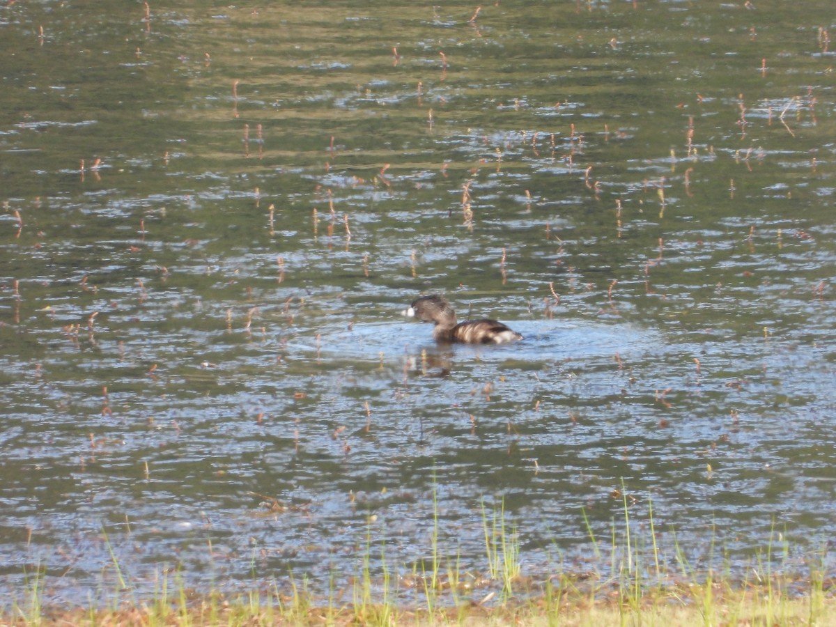Pied-billed Grebe - ML638187320