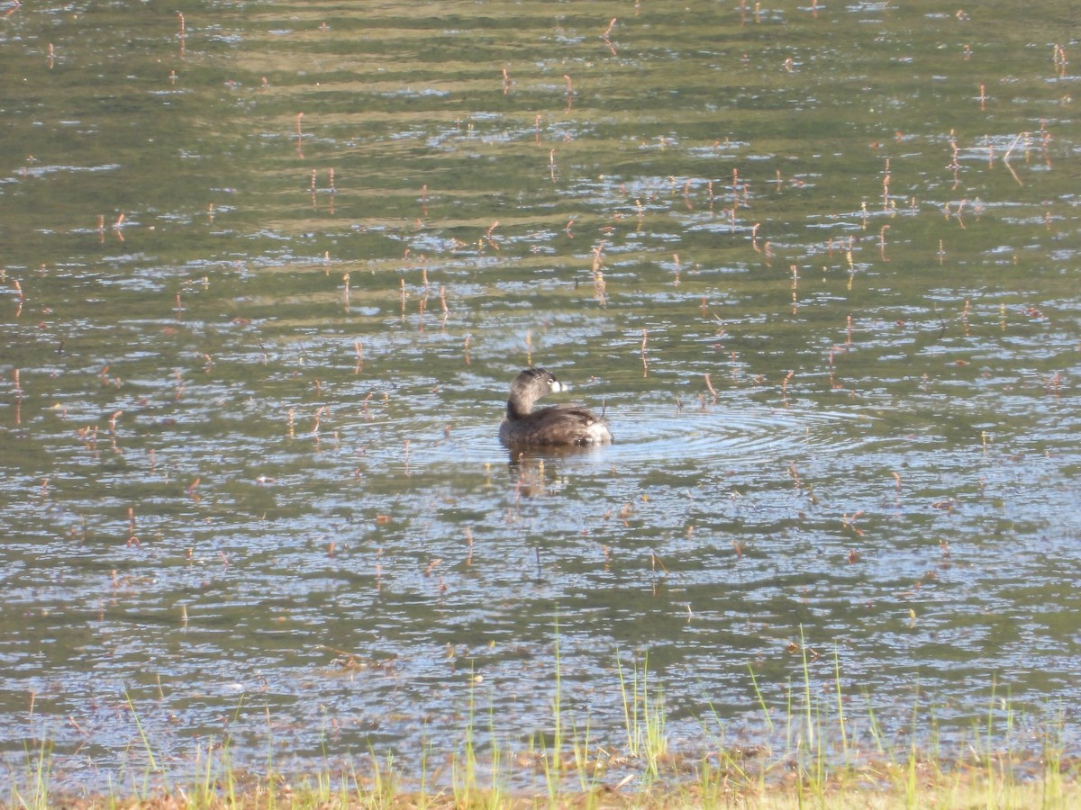 Pied-billed Grebe - ML638187327