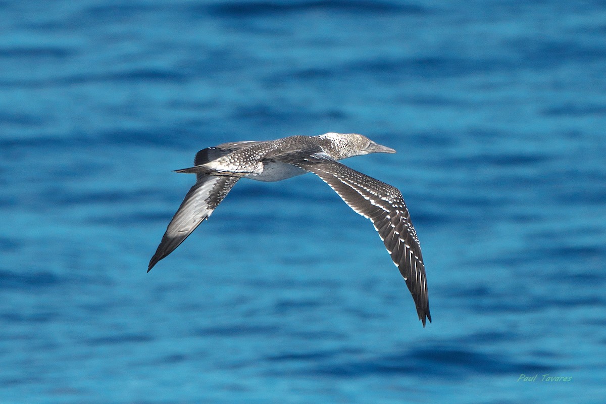 Australasian Gannet - ML638187331